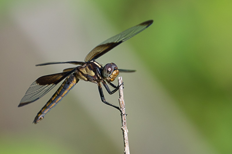 Widow Skimmer